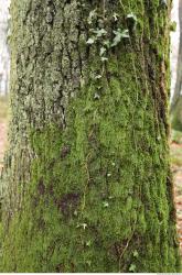 Photo Textures of Tree Bark